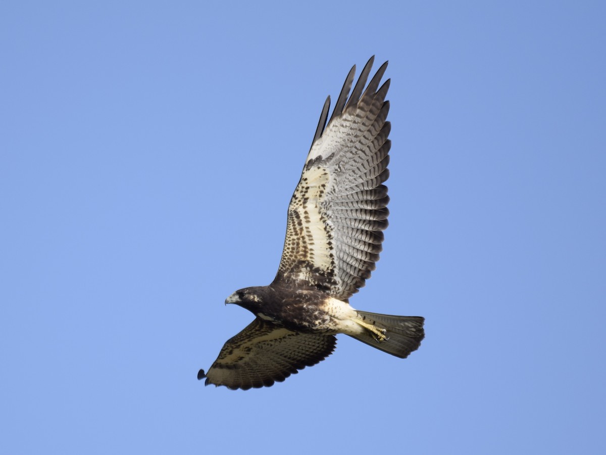 White-tailed Hawk - Lore  Casella