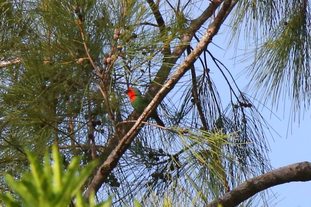 Red-throated Parrotfinch - ML555425481