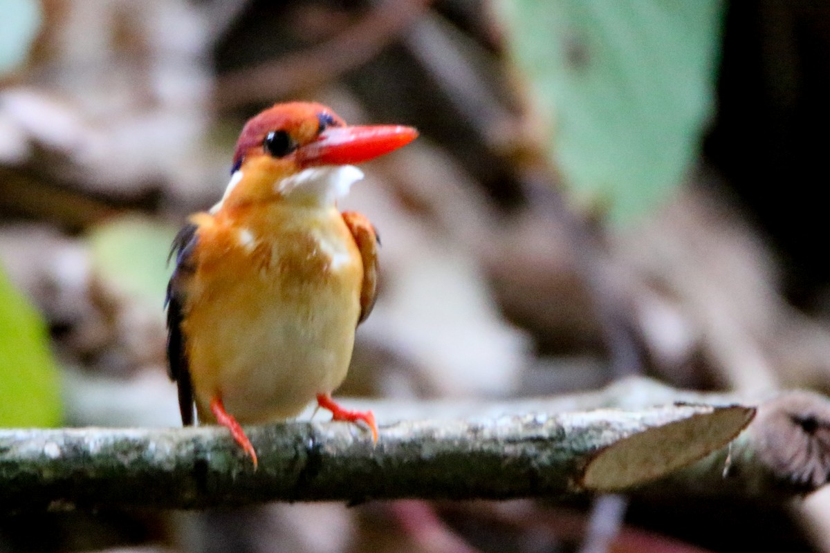 Black-backed Dwarf-Kingfisher - Krishnamoorthy Muthirulan