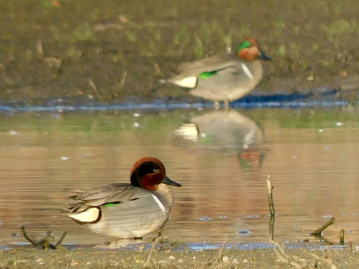 Green-winged Teal - ML555430351