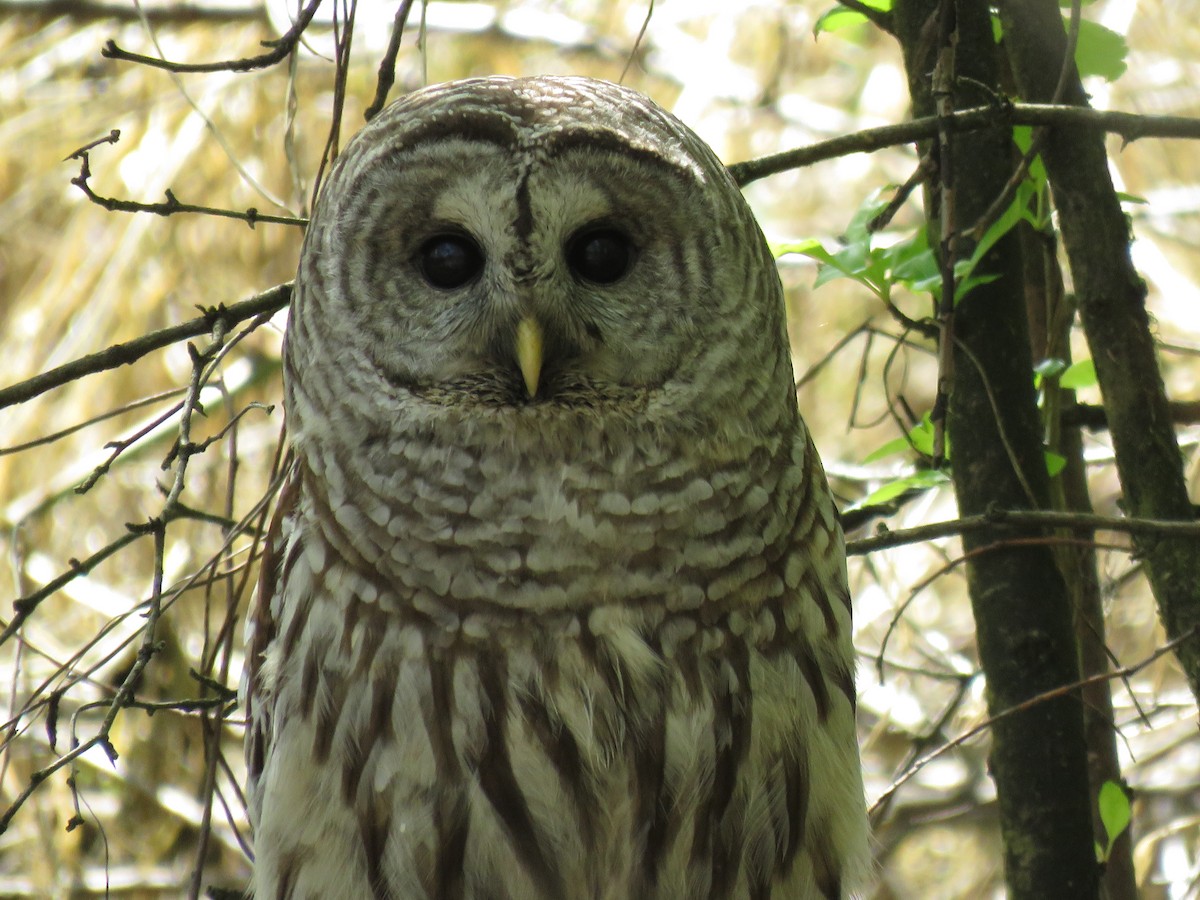Barred Owl - Kai Frueh
