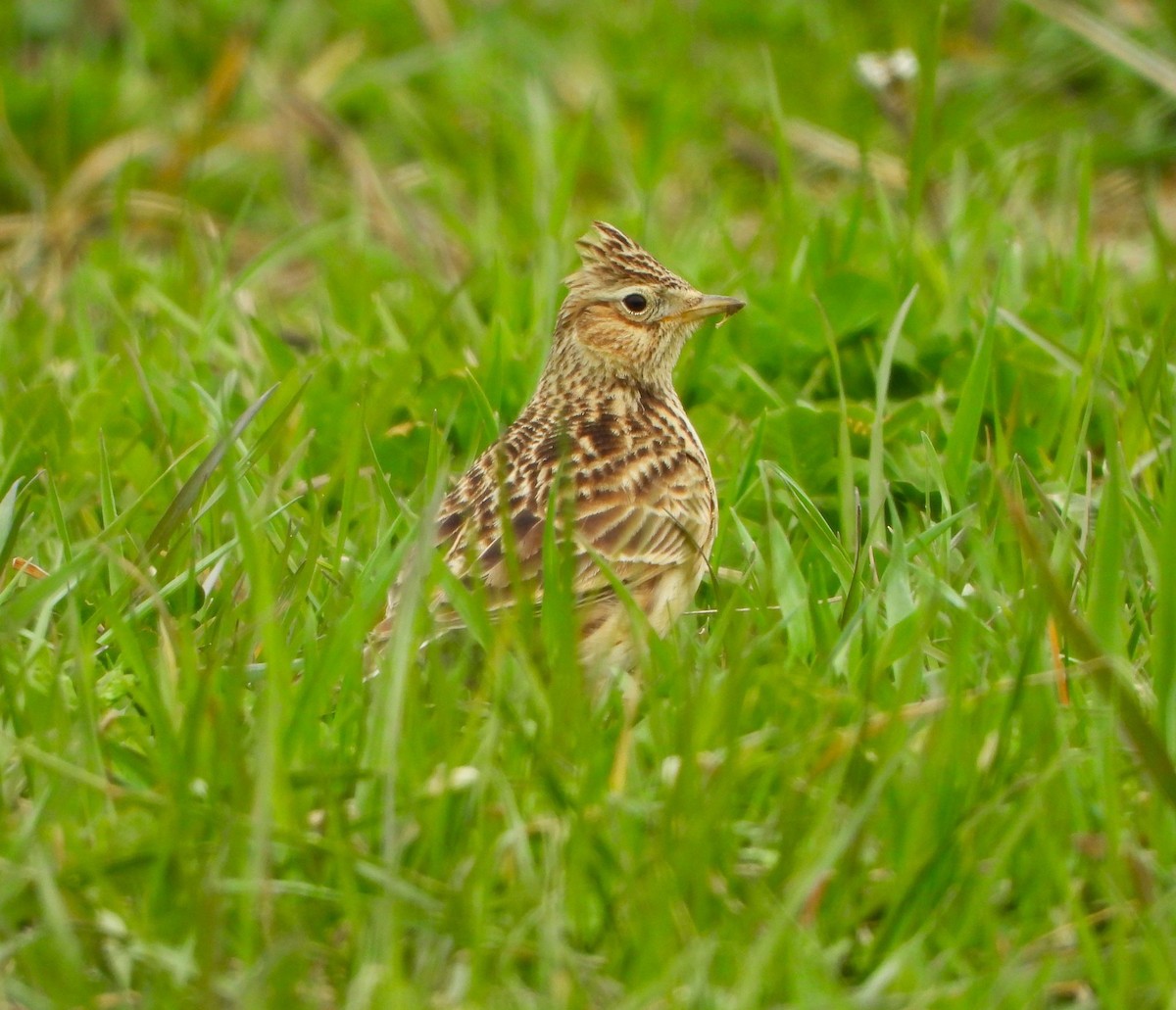 eBird Checklist - 9 Apr 2023 - Libřice - 4 species