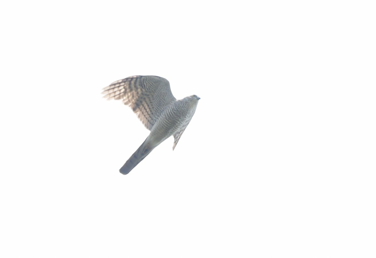 Eurasian Sparrowhawk - ML555441091