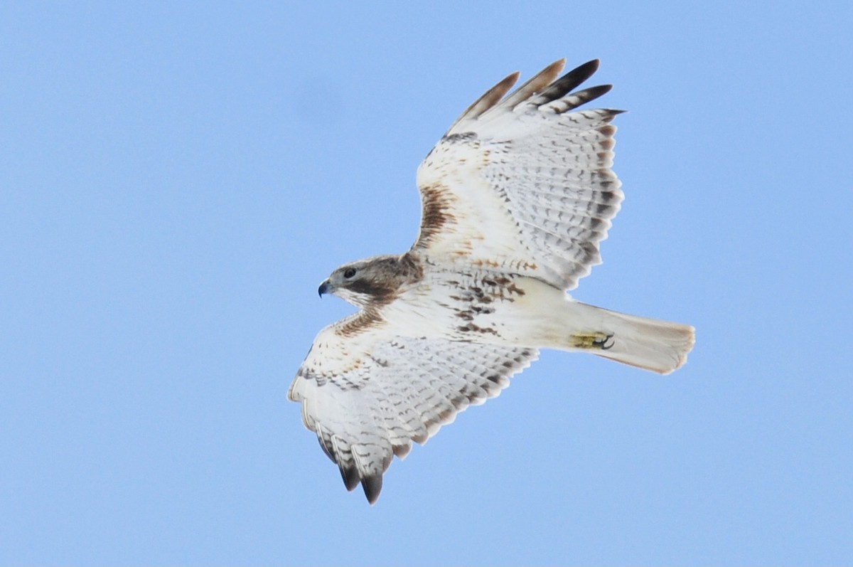 Red-tailed Hawk - ML555441341
