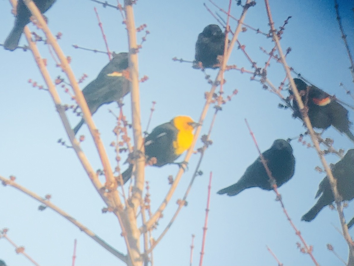 Yellow-headed Blackbird - ML555441481