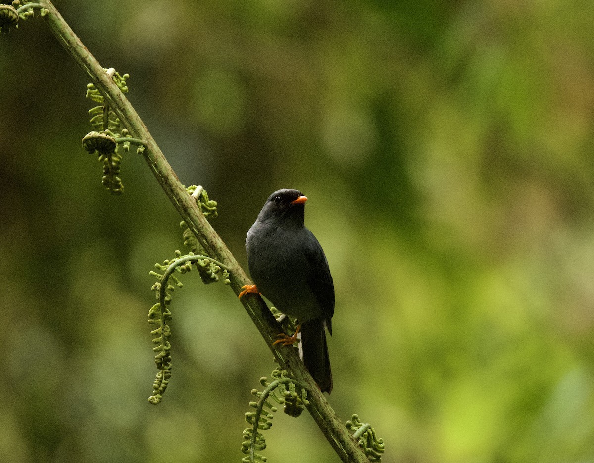 Black-faced Solitaire - ML555445481