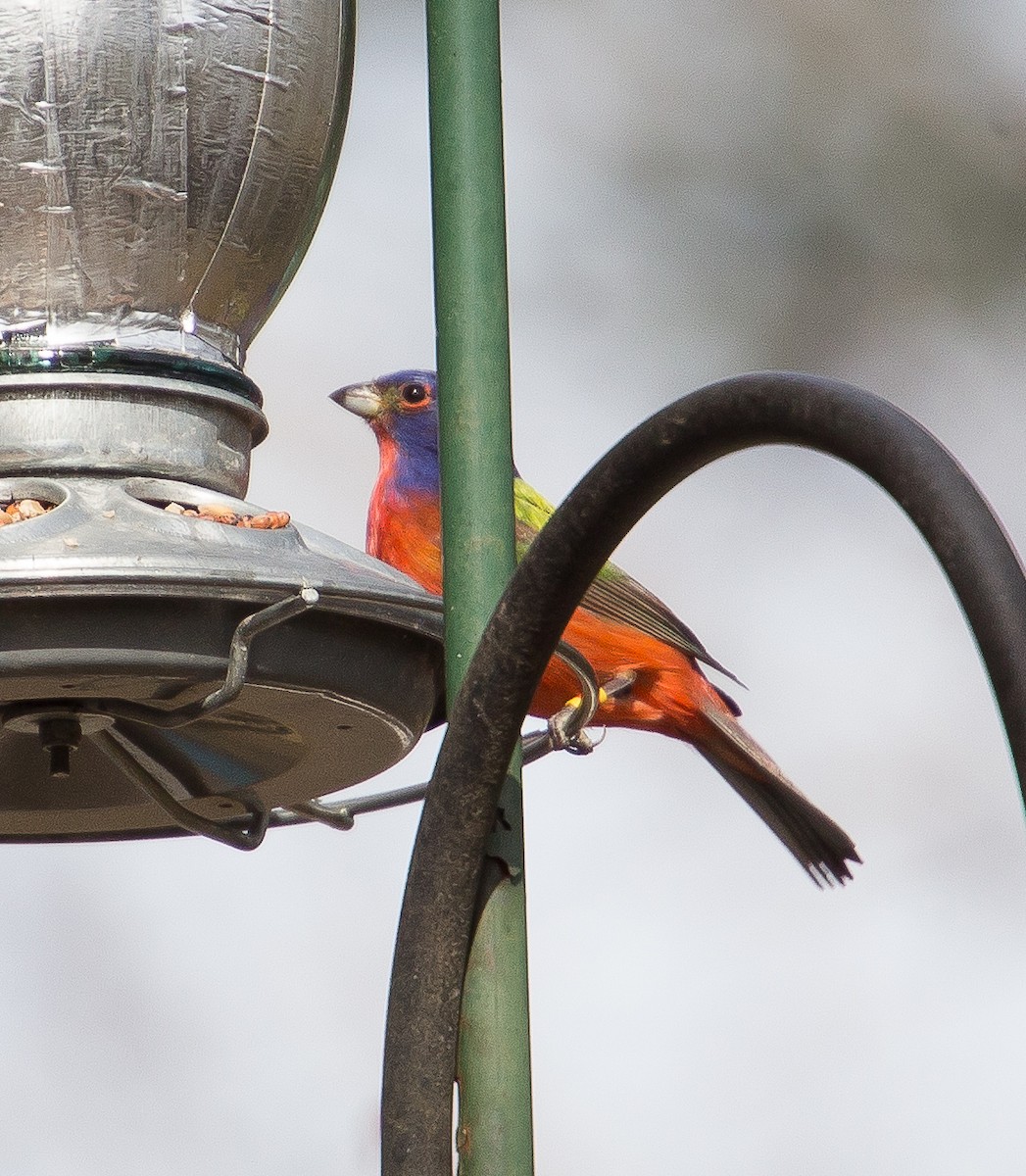 eBird Checklist 5 Apr 2017 stakeout Painted Bunting, Harford County