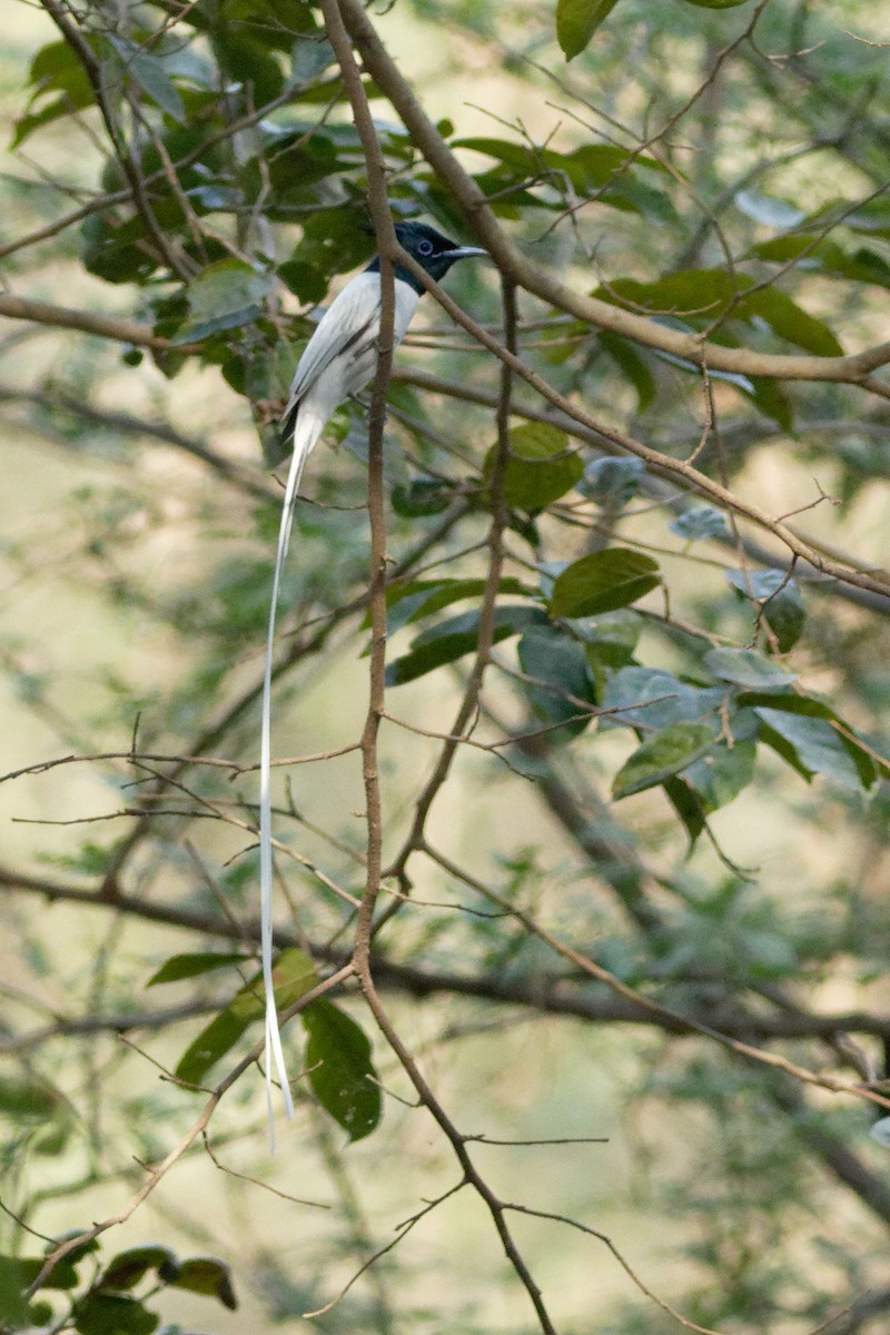 Indian Paradise-Flycatcher - Able Lawrence