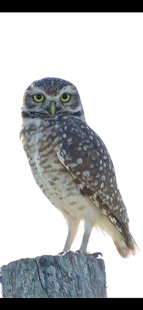 Burrowing Owl - ML555454701