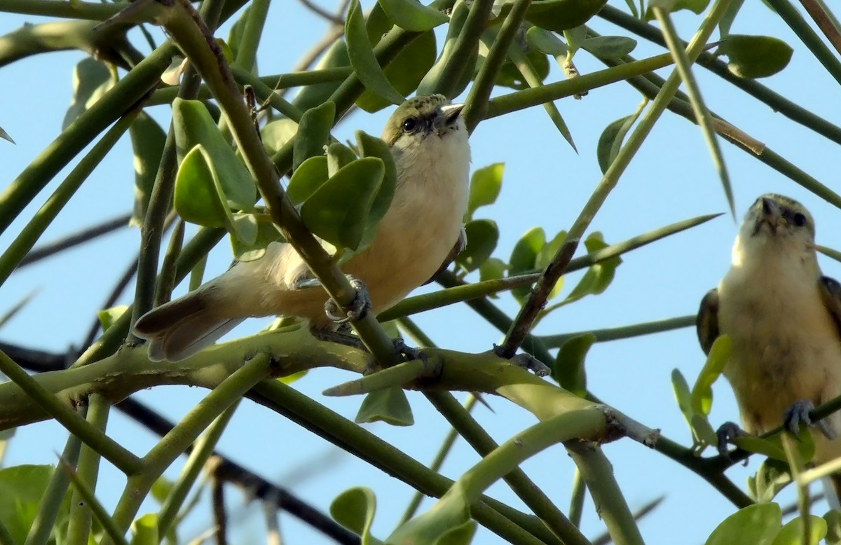 Pájaro Moscón Sudanés - ML555455181