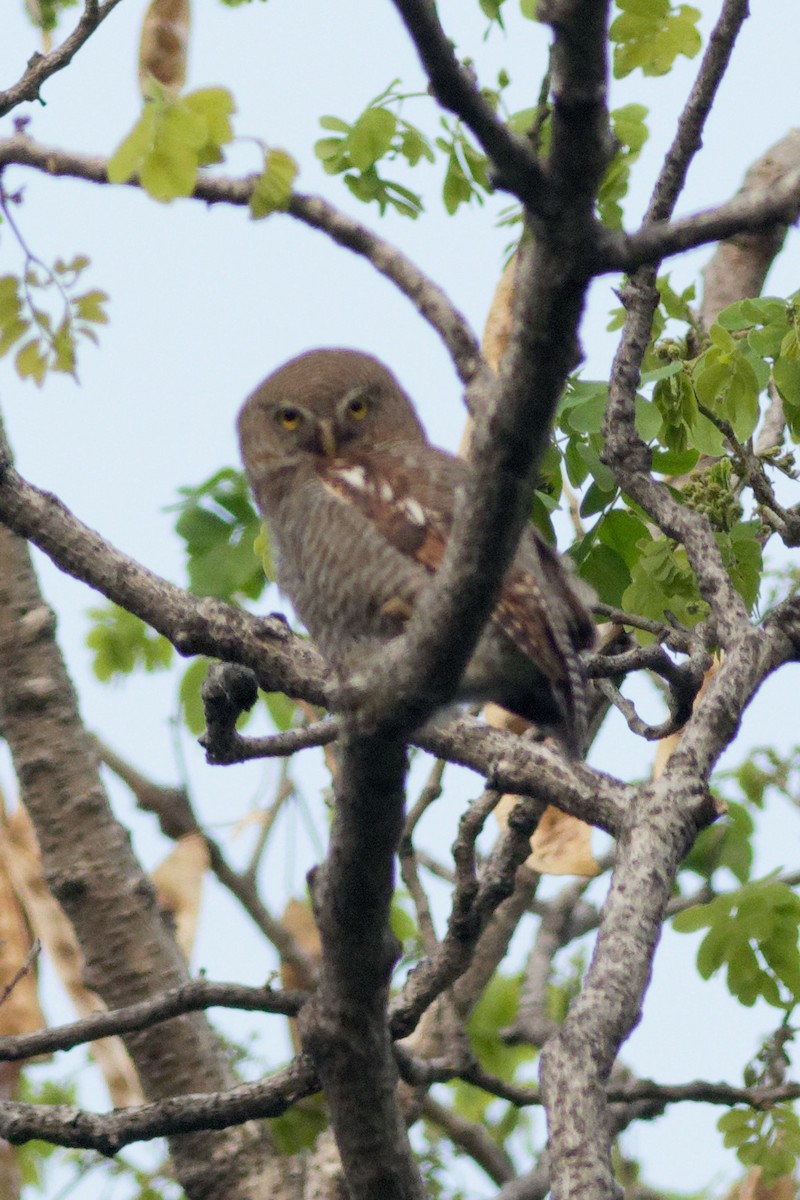 Jungle Owlet - Able Lawrence