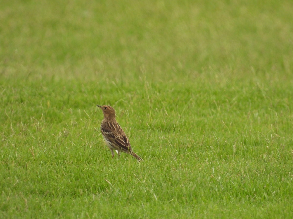 Red-throated Pipit - ML555461351