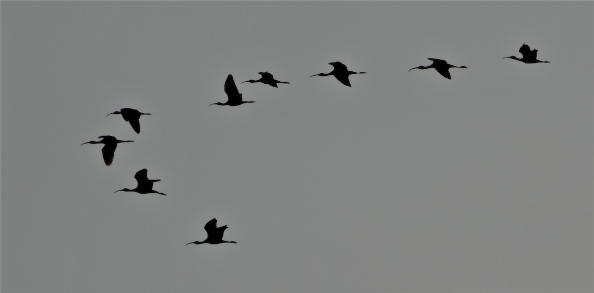 ibis hnědý - ML555465661