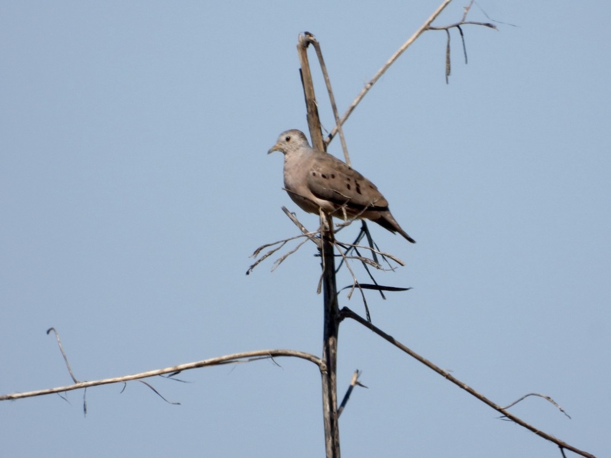 Plain-breasted Ground Dove - ML555469591