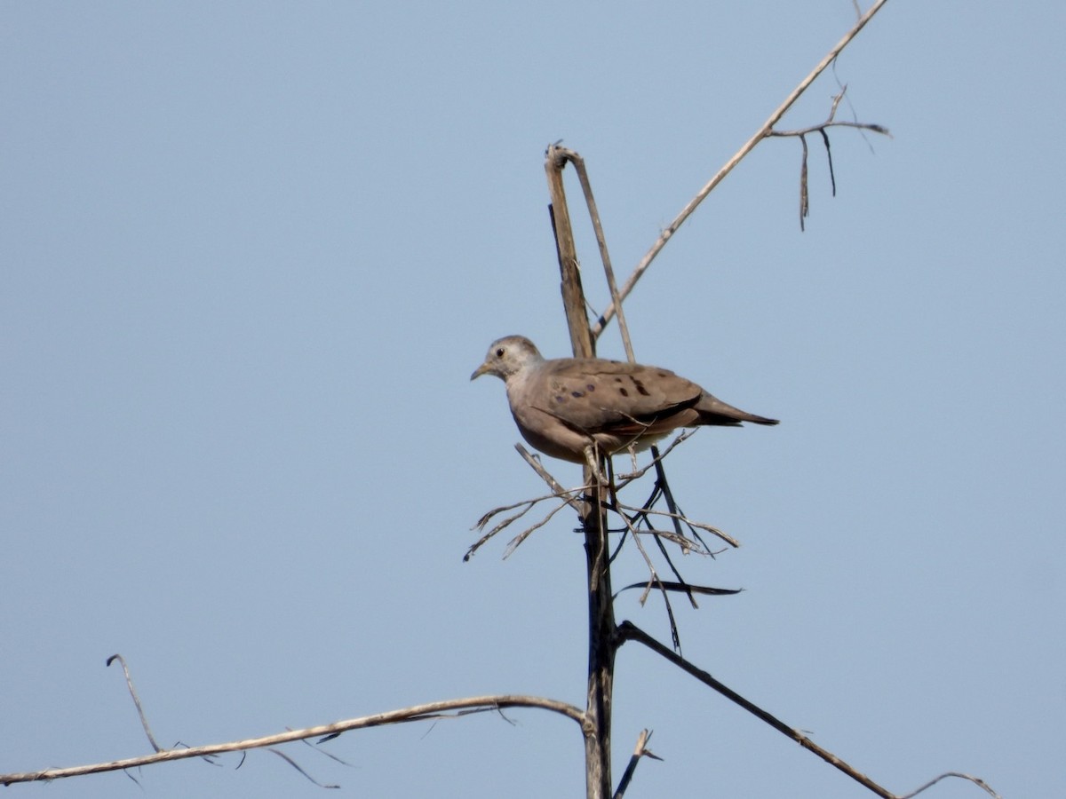 Plain-breasted Ground Dove - ML555469601