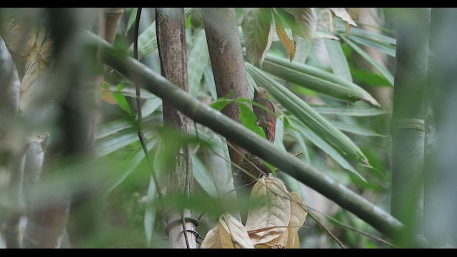 Pale-headed Woodpecker - ML555469701