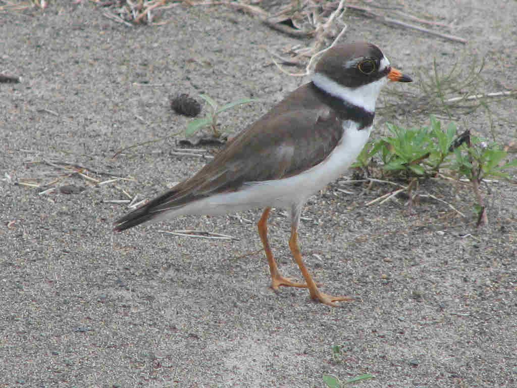 Semipalmated Plover - ML555471431