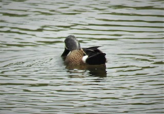 Blue-winged Teal, ML555480151