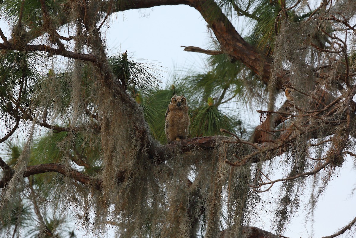 Great Horned Owl - ML555480541