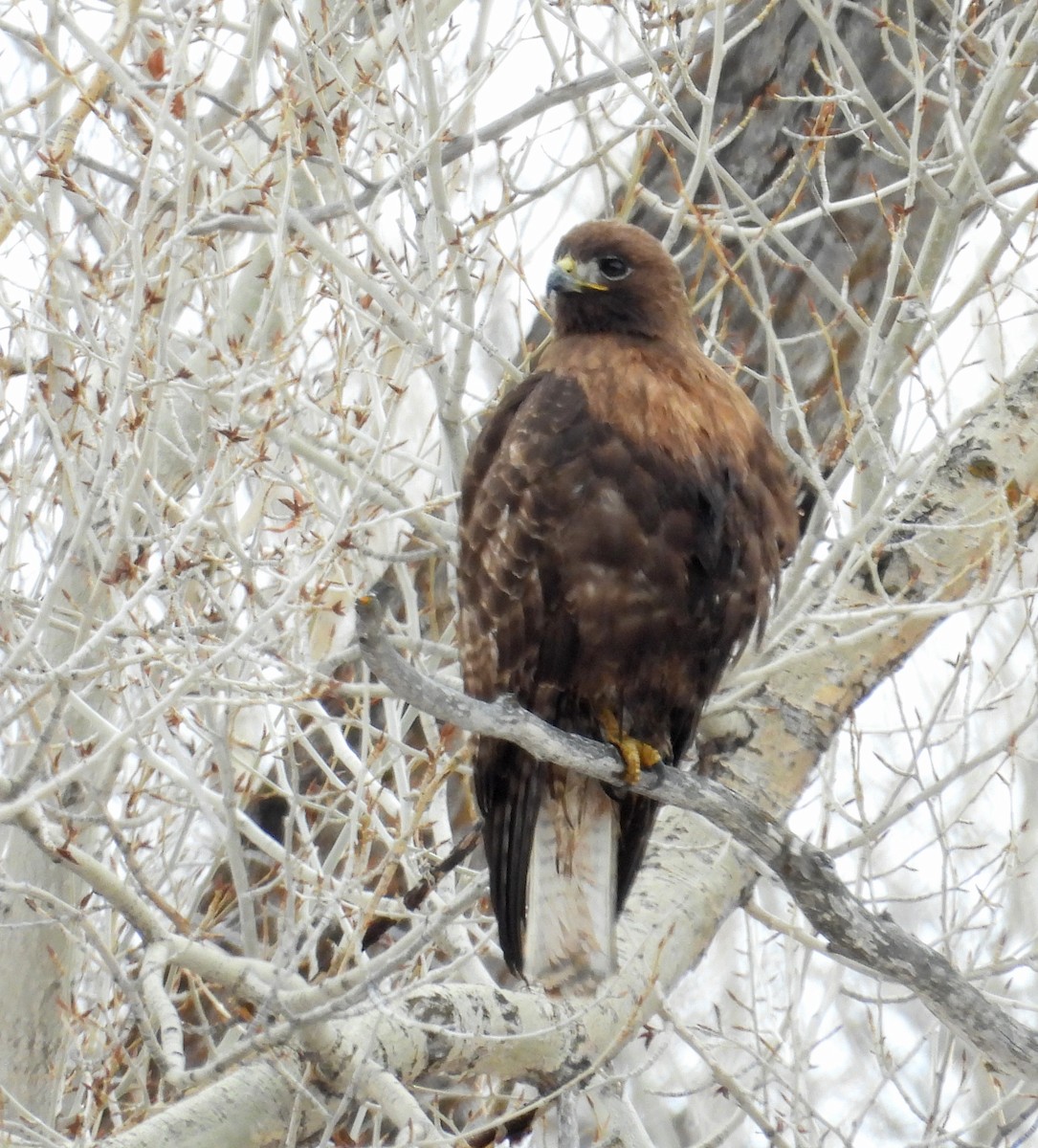 Red-tailed Hawk - Tresa Moulton
