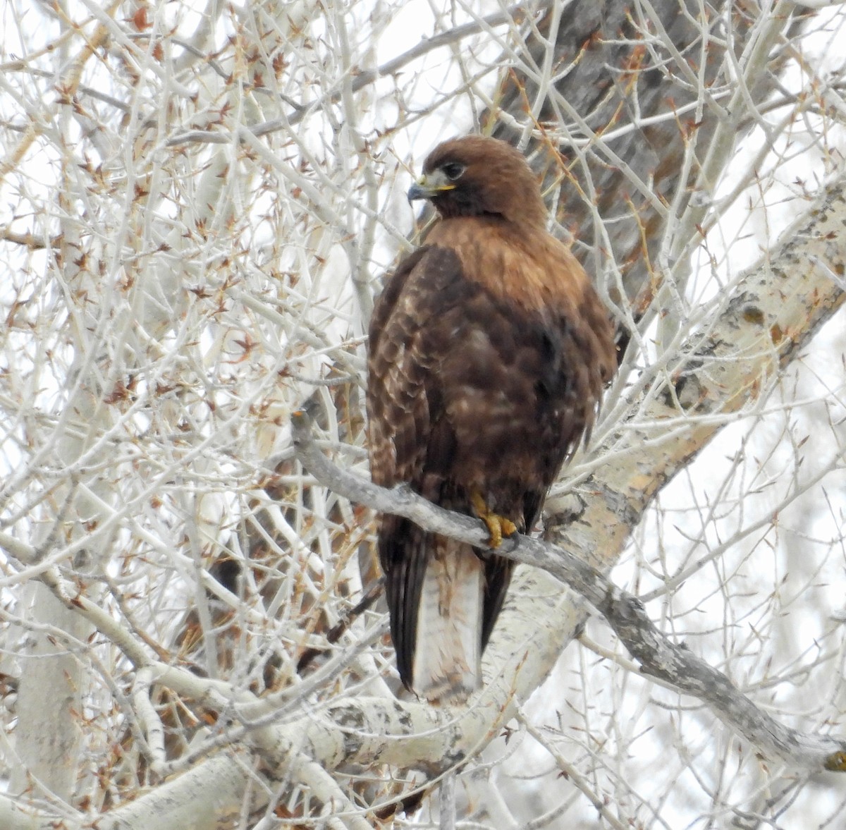 Red-tailed Hawk - ML555480881