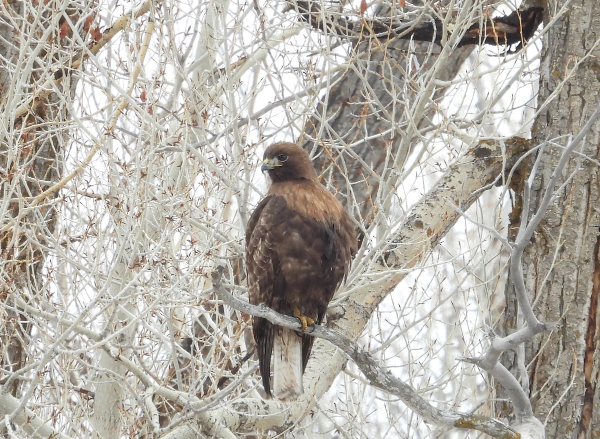 Red-tailed Hawk - ML555480891