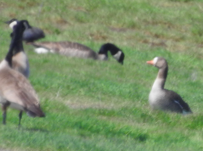 Greater White-fronted Goose - ML55548281