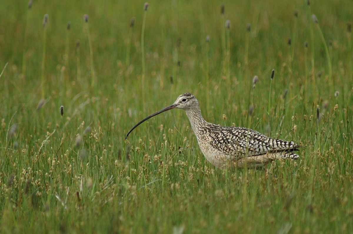 Long-billed Curlew - ML55548301