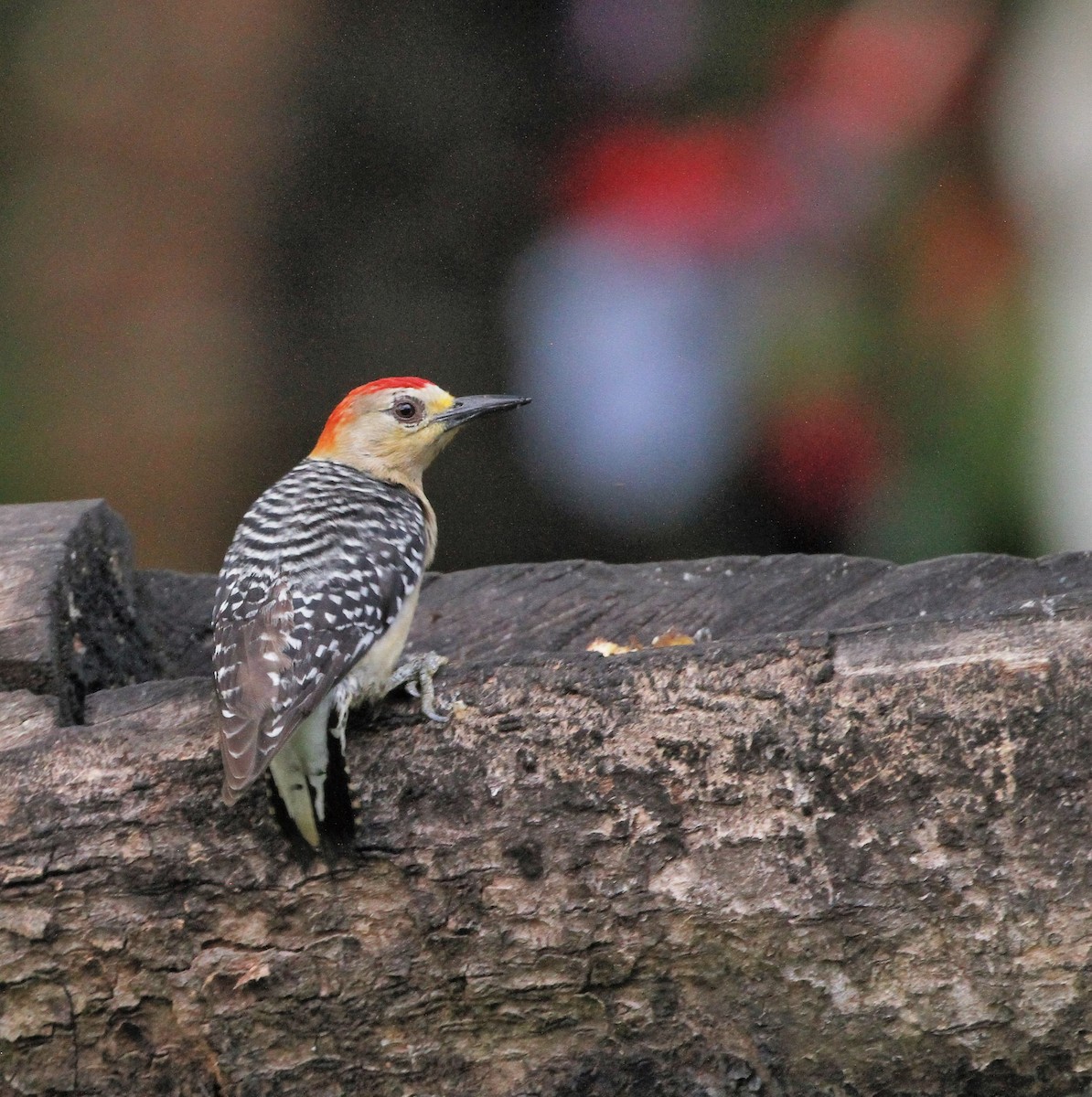 Red-crowned Woodpecker - ML555483991