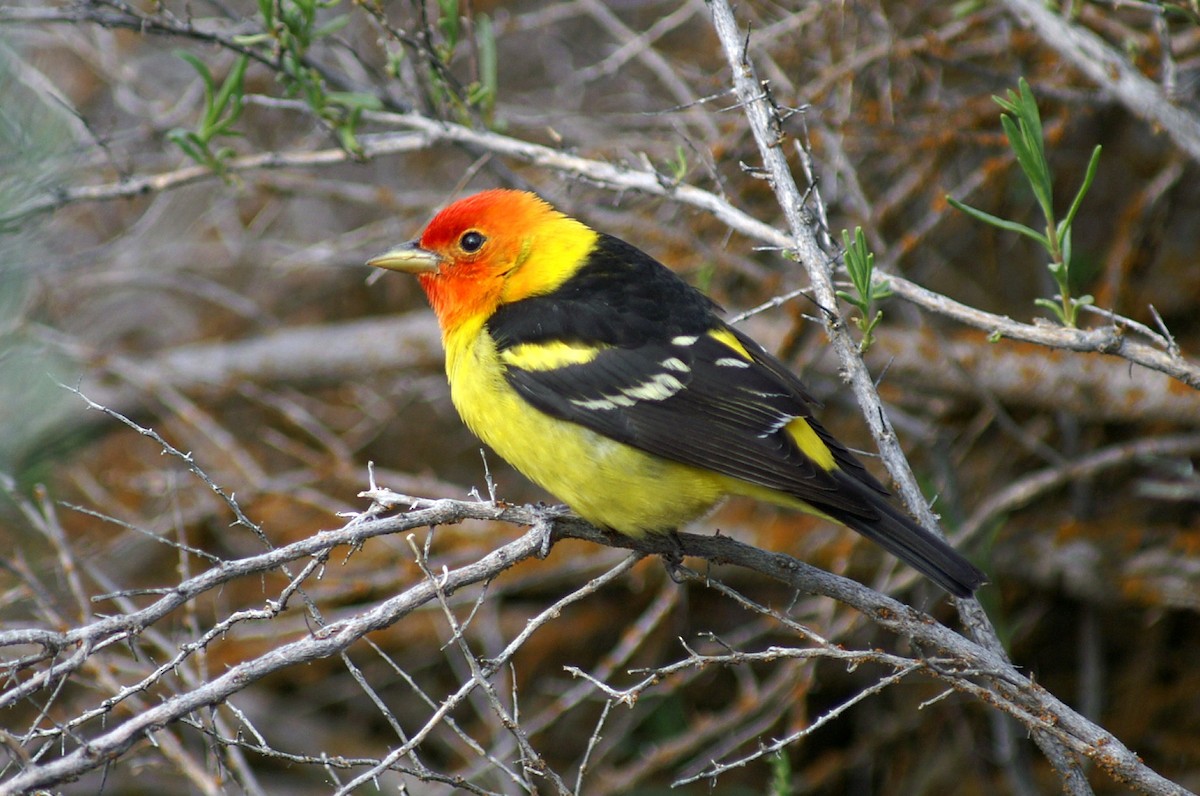 Western Tanager - ML55548441