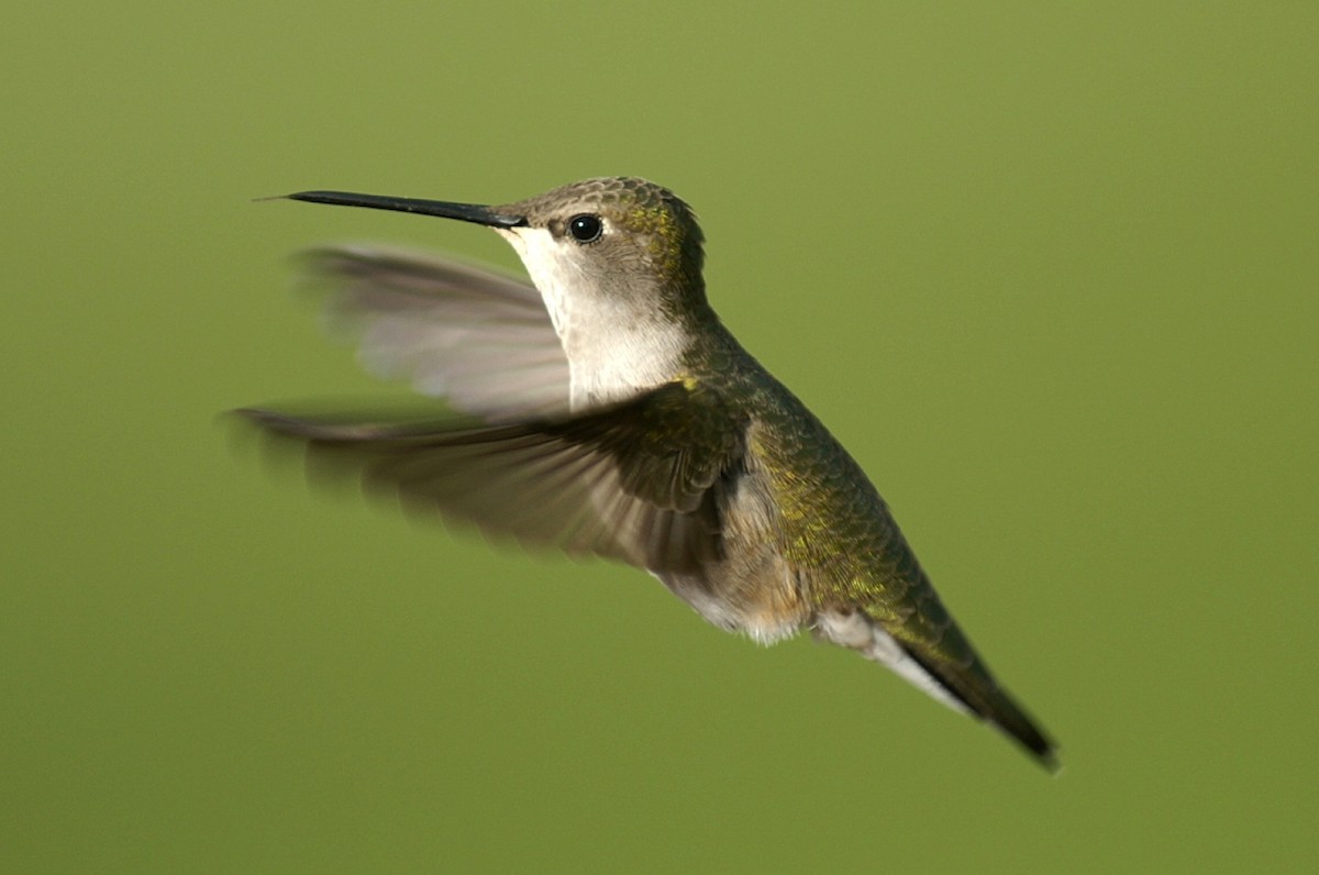 Black-chinned Hummingbird - John C Sullivan