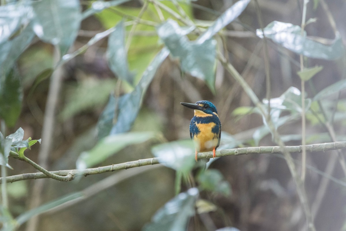 Indigo-banded Kingfisher (Southern) - ML555486111