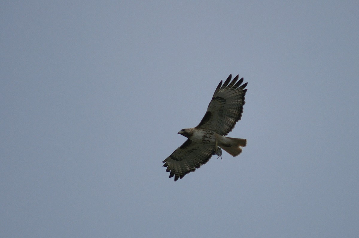 Red-tailed Hawk - ML55548841