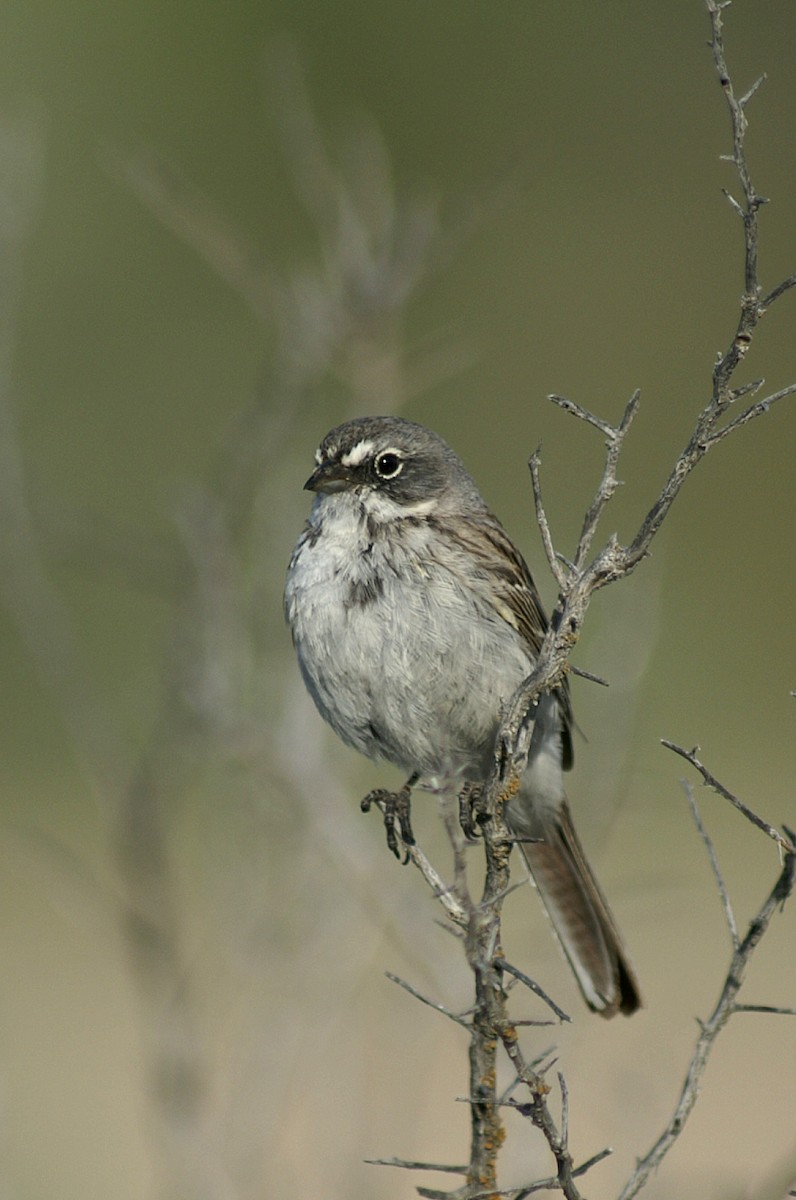 Sagebrush Sparrow - John C Sullivan
