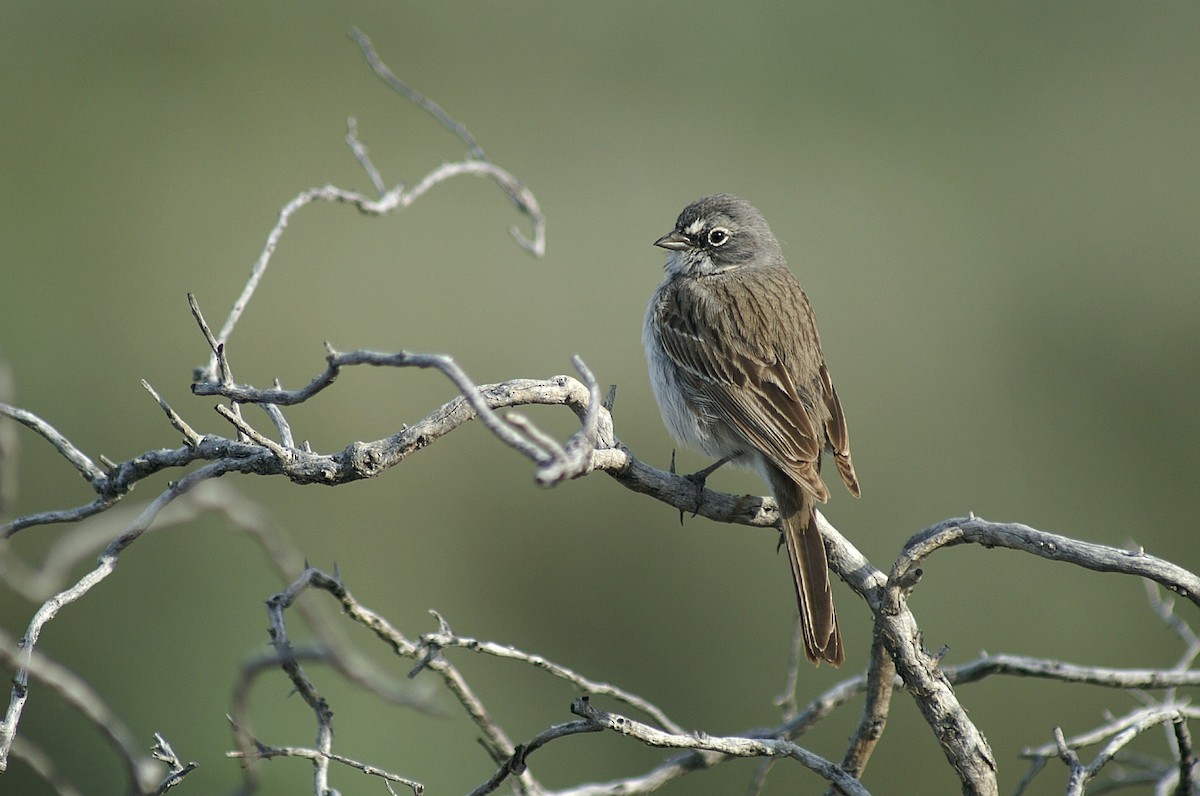 Sagebrush Sparrow - ML55548971
