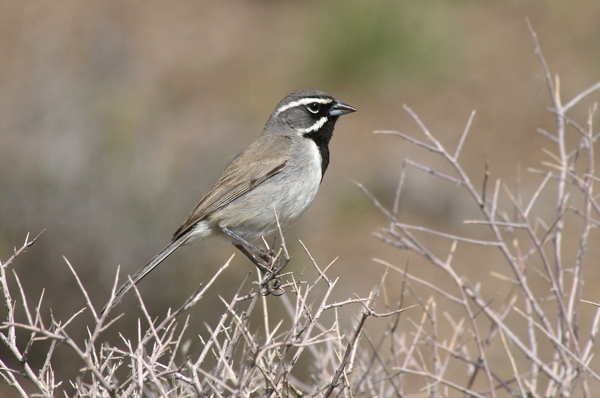 Black-throated Sparrow - ML55549031