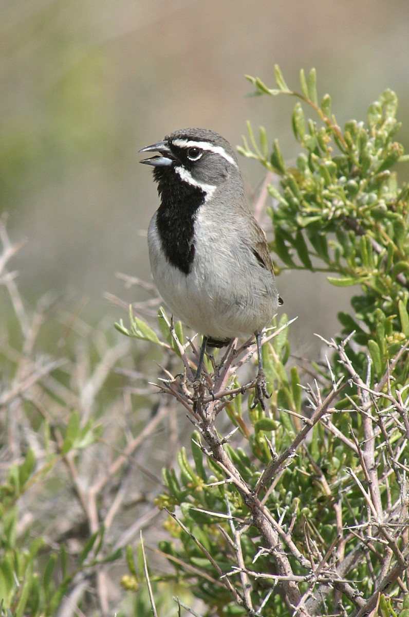 Black-throated Sparrow - ML55549041