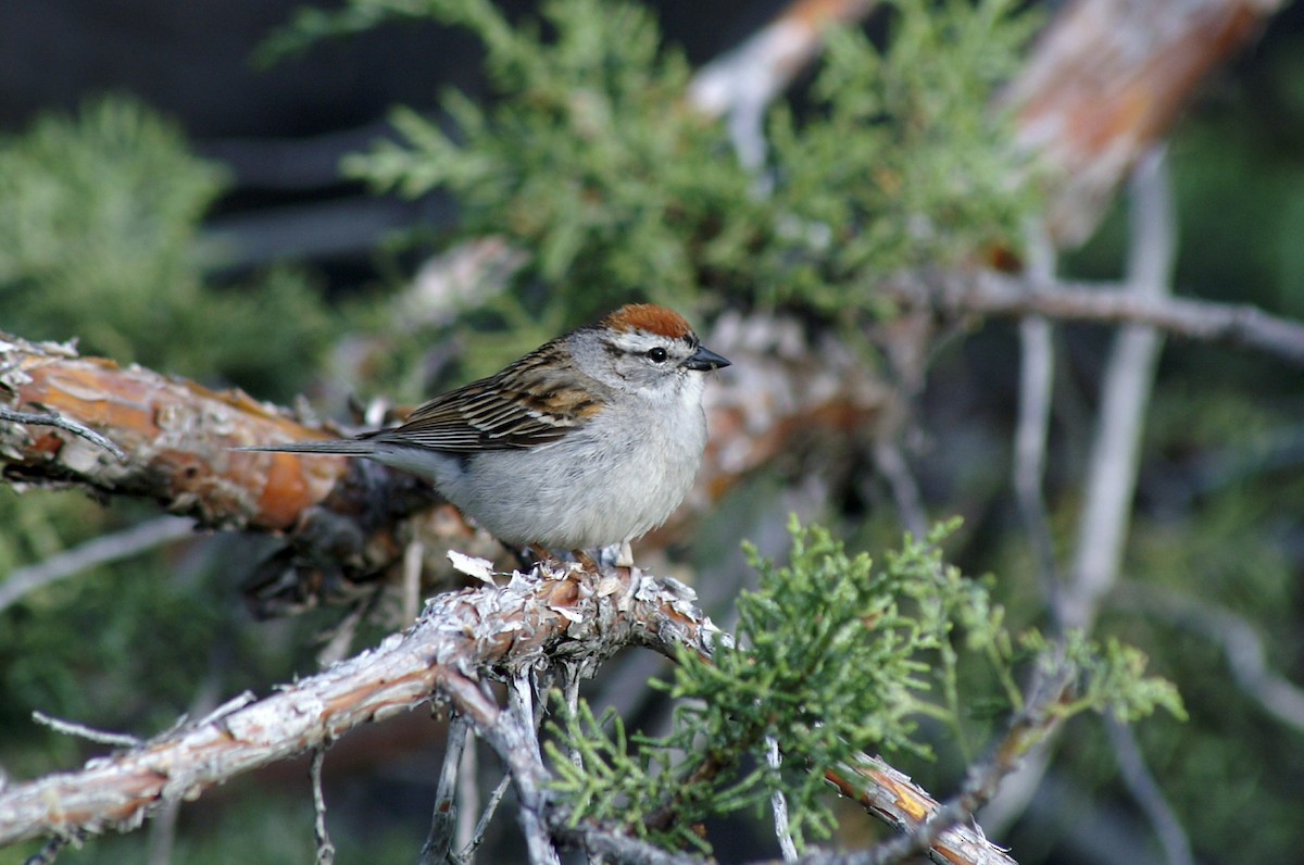 Chipping Sparrow - ML55549081
