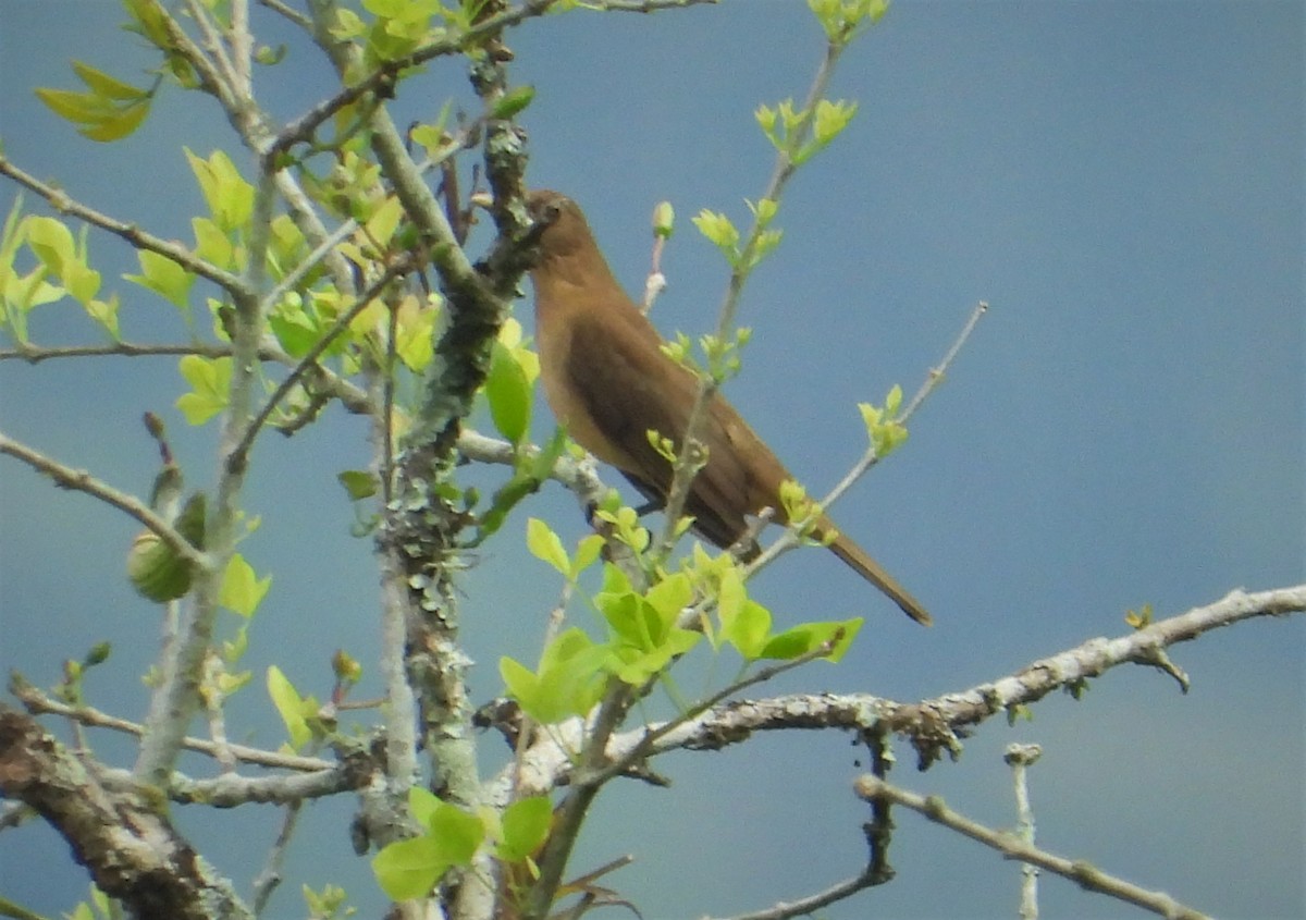 Clay-colored Thrush - Morten Winther Dahl