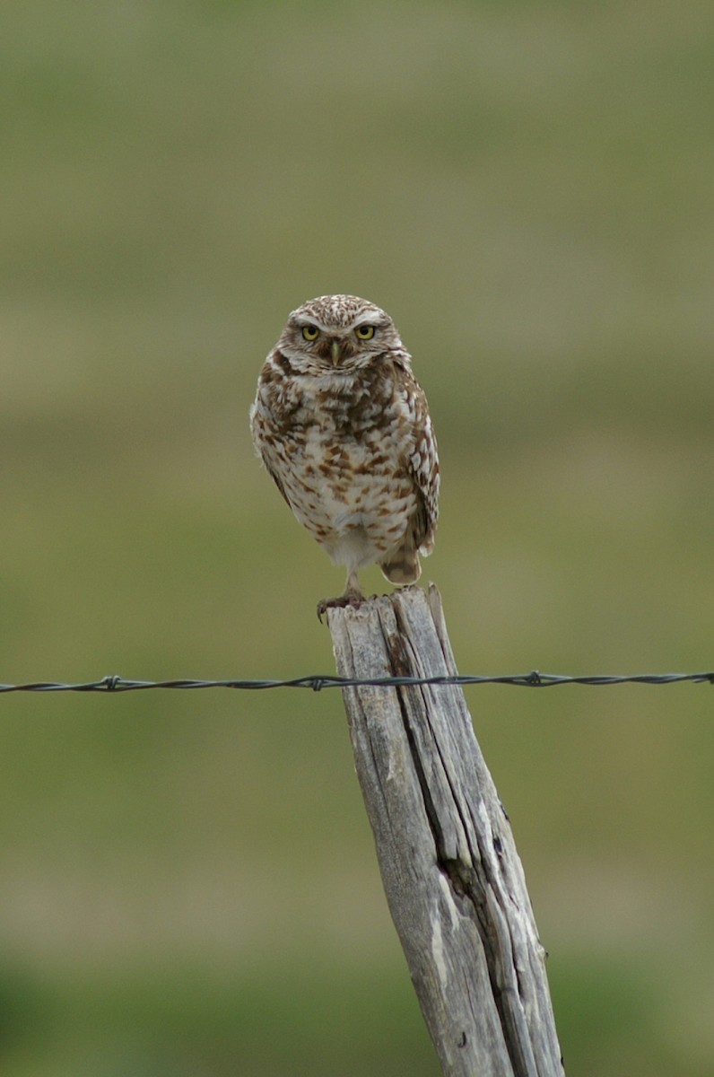 Burrowing Owl - ML55549181