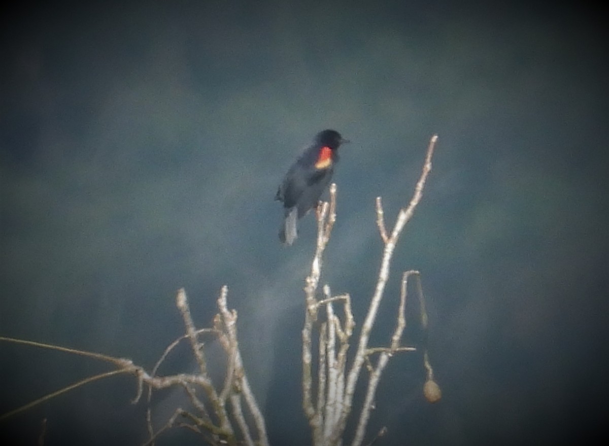 Red-winged Blackbird - Morten Winther Dahl