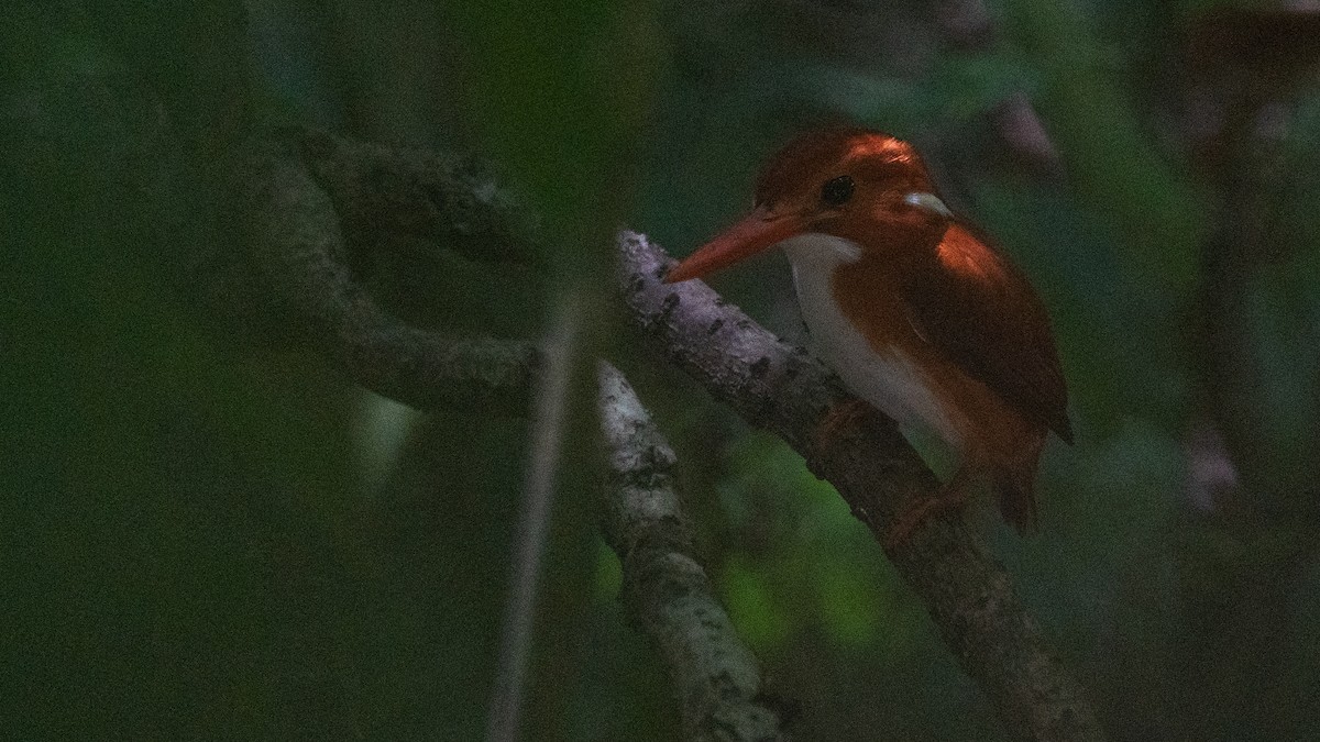 Madagascar Pygmy Kingfisher - ML555496131