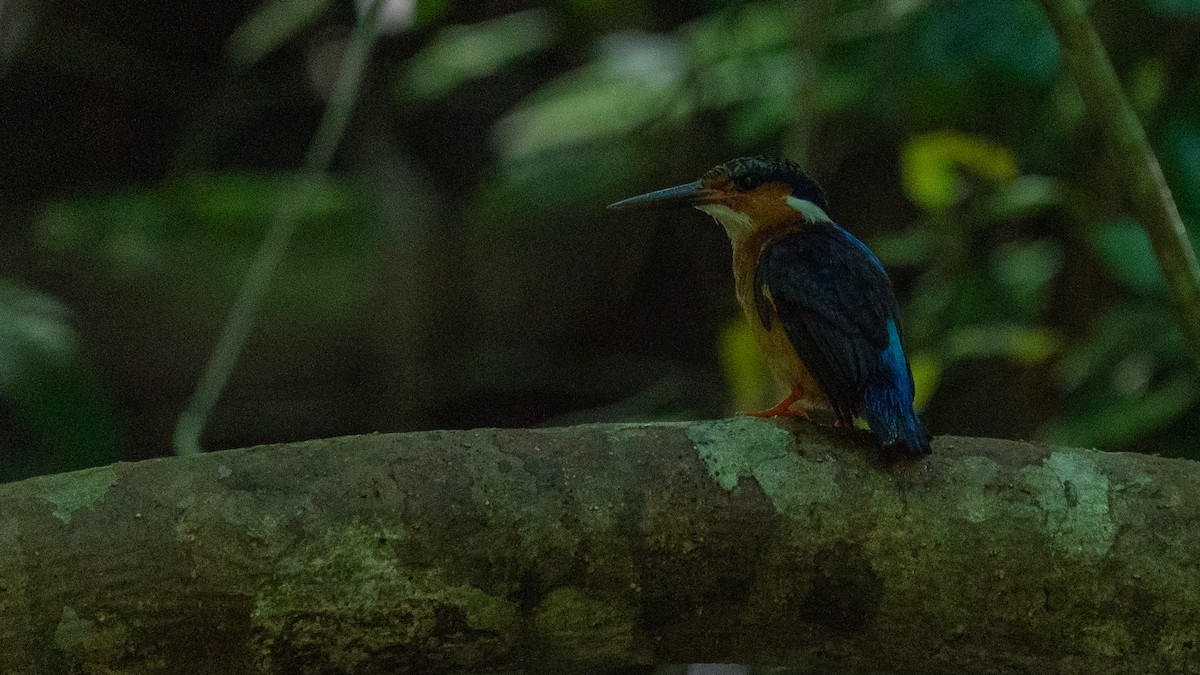 Malagasy Kingfisher - ML555499681