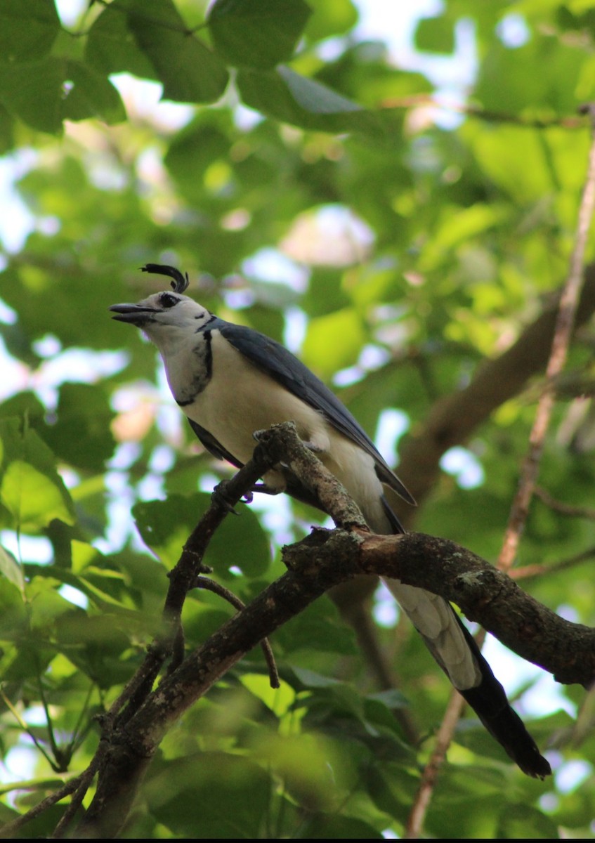 White-throated Magpie-Jay - ML555499691