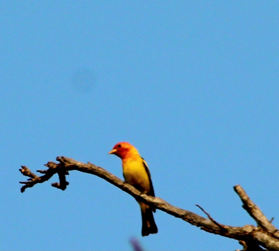 Western Tanager - ML555500021
