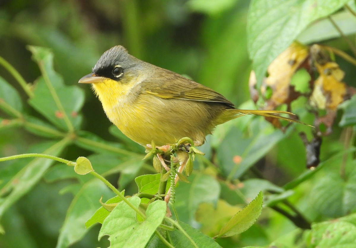 Gray-crowned Yellowthroat - Morten Winther Dahl