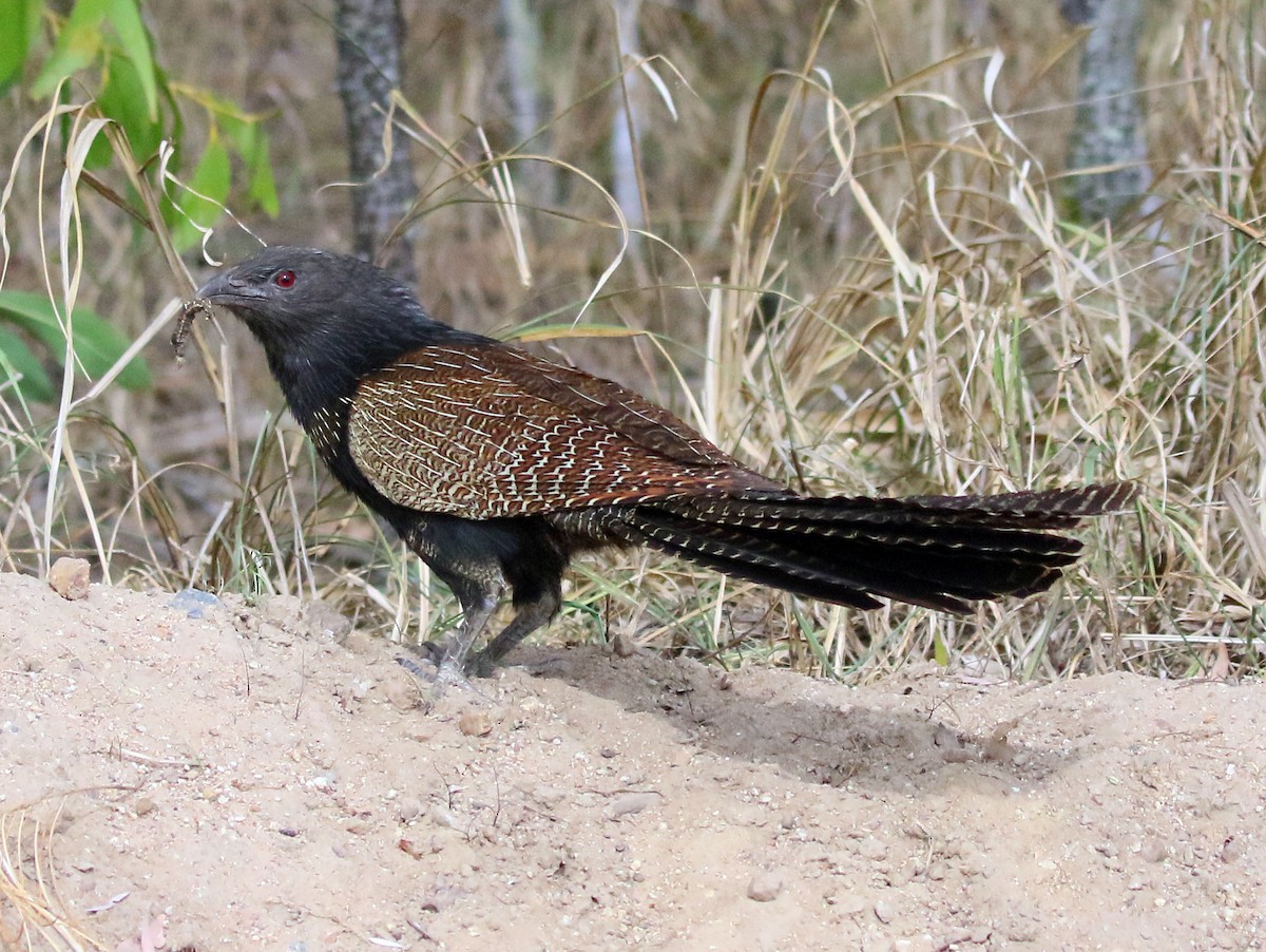 Pheasant Coucal - Charlotte Byers