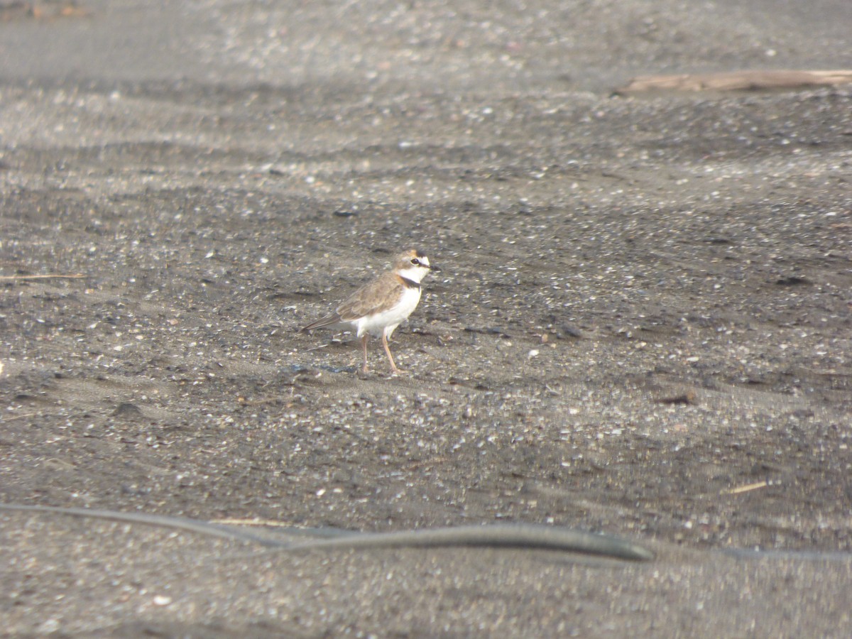 Collared Plover - ML555509401