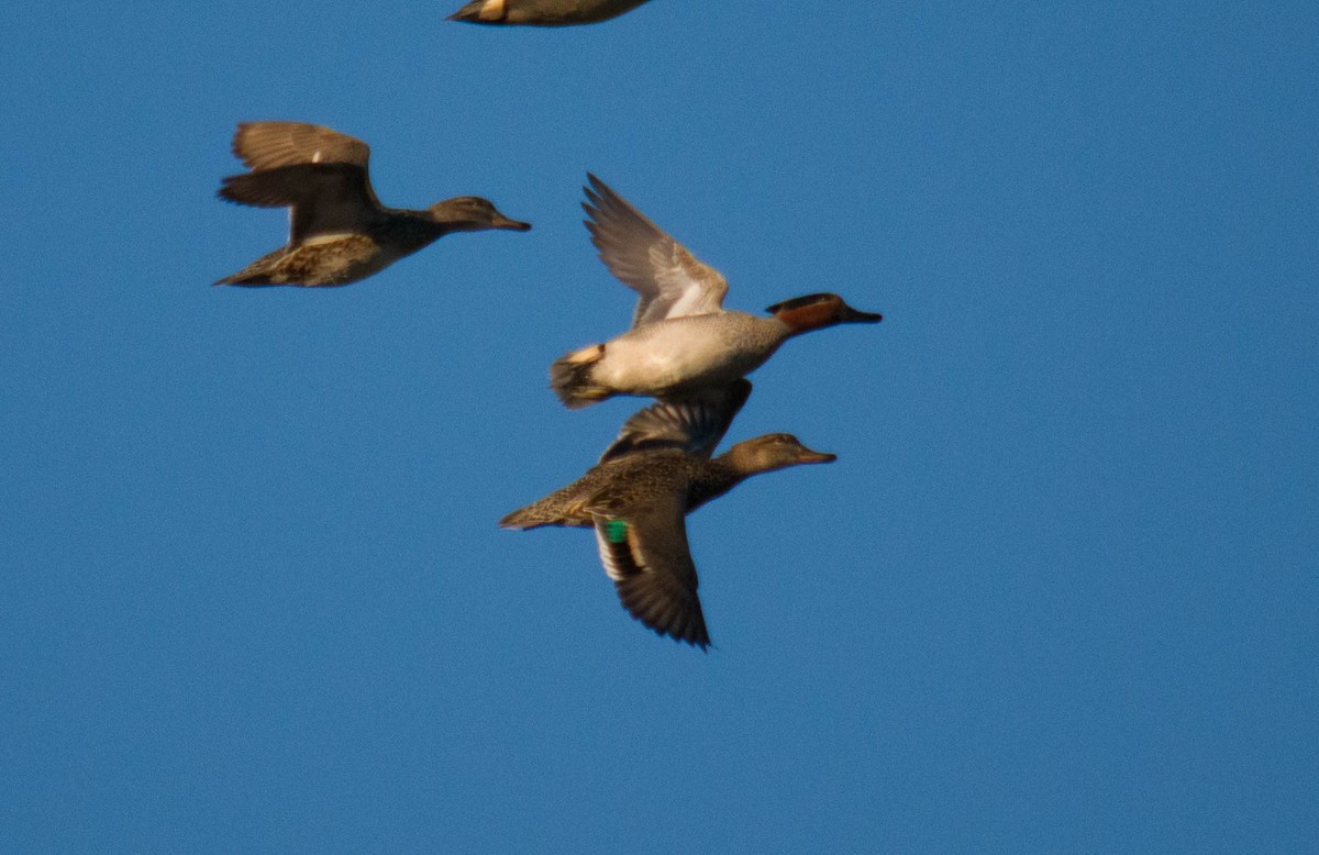 Green-winged Teal - Kevin Faccenda