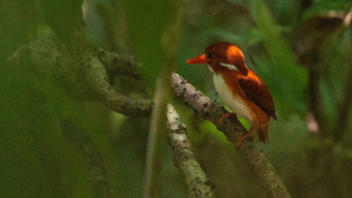 Madagascar Pygmy Kingfisher - ML555511021